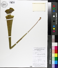 Sarracenia flava image