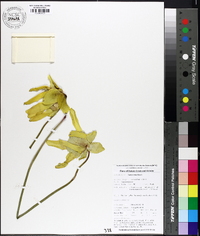 Sarracenia flava image