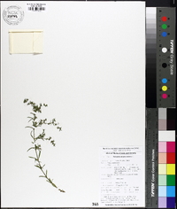 Polypremum procumbens image