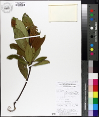 Gordonia lasianthus image