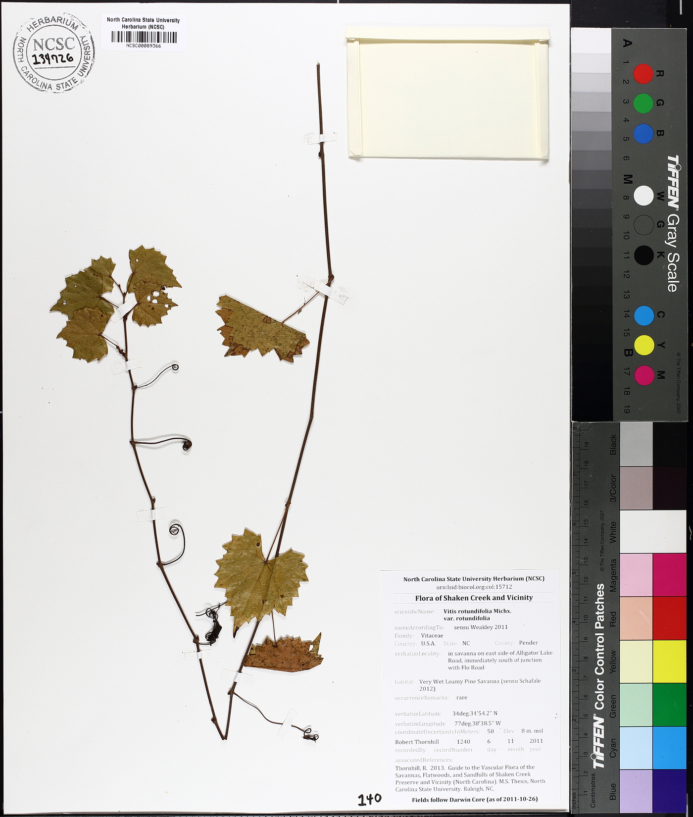 Vitis rotundifolia image