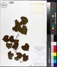 Vitis rotundifolia image