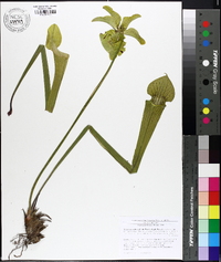 Sarracenia alata image