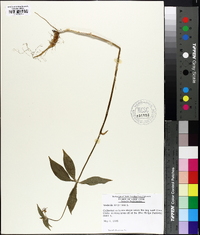 Medeola virginiana image