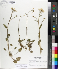 Cardamine bulbosa image