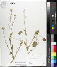 Cardamine bulbosa image