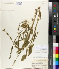 Cardamine bulbosa image