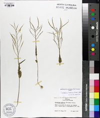 Cardamine bulbosa image