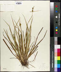 Carex flava image