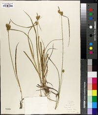 Carex flava image