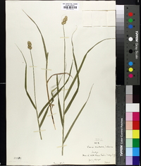 Carex ferruginea image