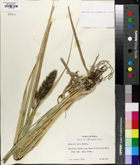 Carex crus-corvi image