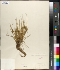 Carex flava var. viridula image