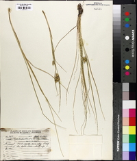 Carex oederi image