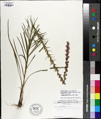 Liatris pilosa image