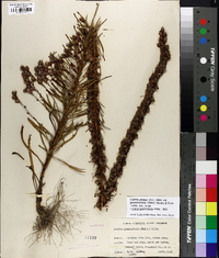 Liatris pilosa image