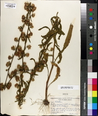 Liatris squarrulosa image