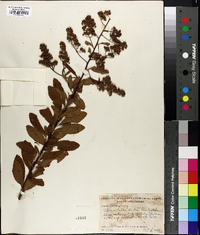 Spiraea alba image