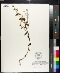 Sabatia angularis image