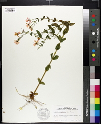 Sabatia angularis image