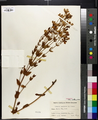 Sabatia angularis image