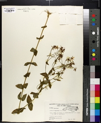 Sabatia angularis image