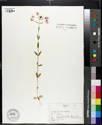 Sabatia angularis image