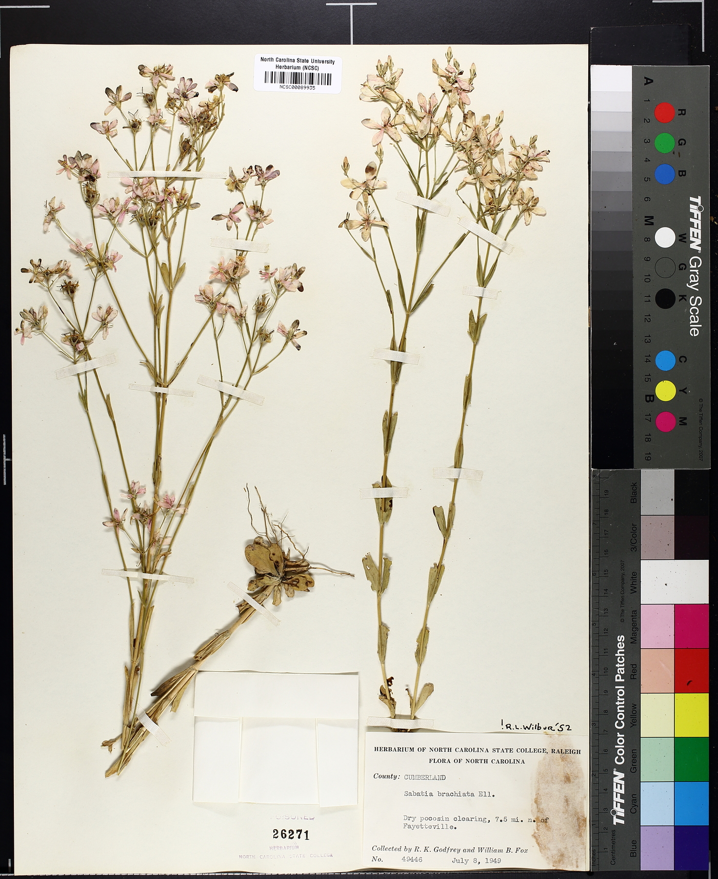 Sabatia brachiata image