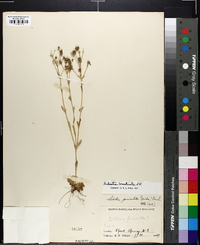 Sabatia brachiata image