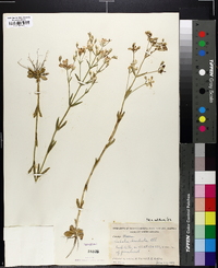 Sabatia brachiata image