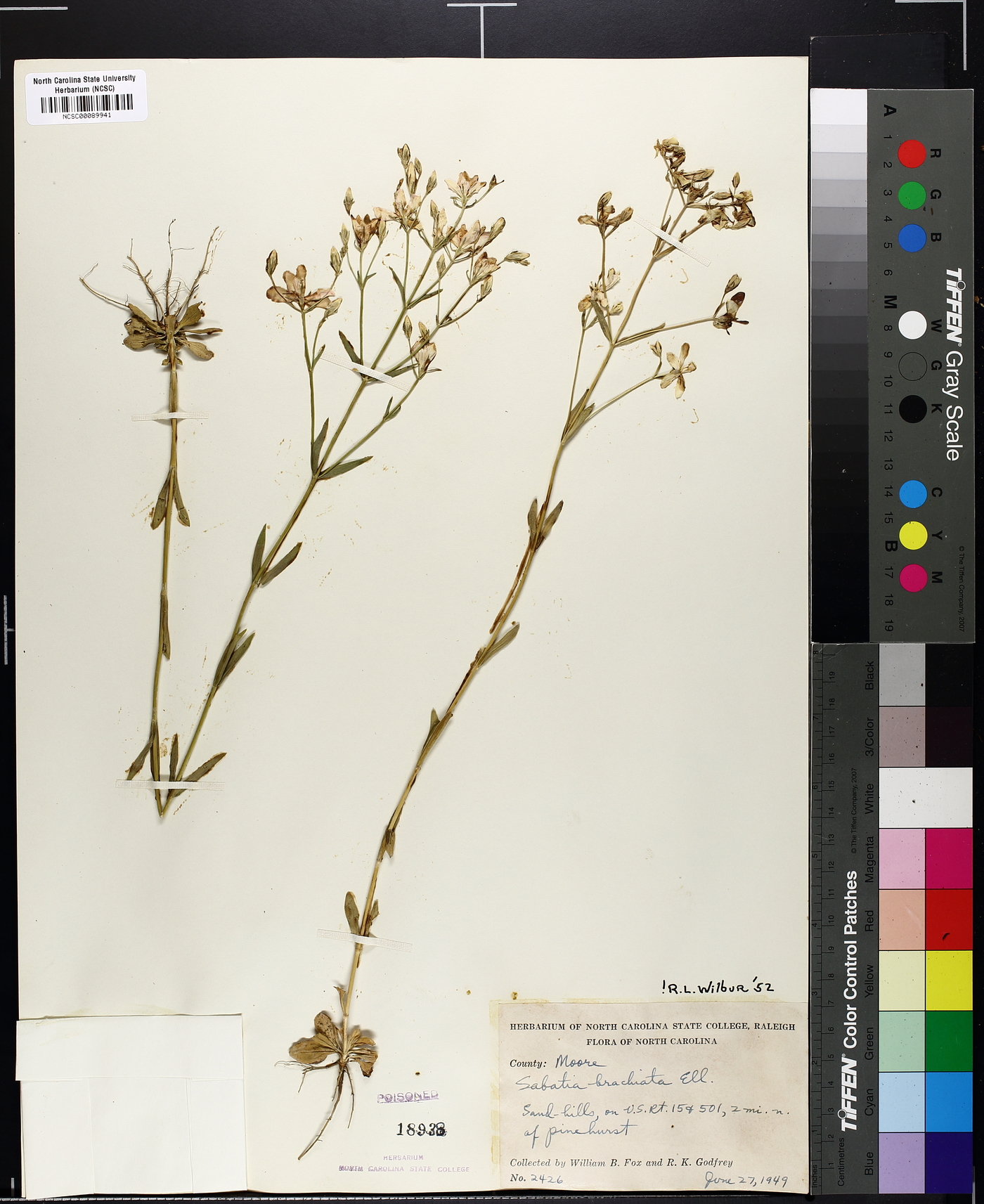 Sabatia brachiata image