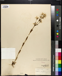 Sabatia brachiata image