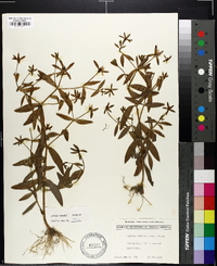 Sabatia calycina image