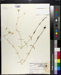 Sabatia campanulata image