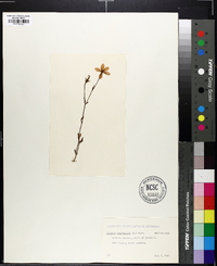 Sabatia campanulata image