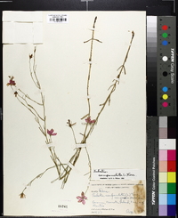 Sabatia campanulata image