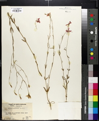 Sabatia campanulata image