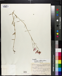 Sabatia campanulata image