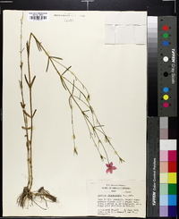 Sabatia campanulata image