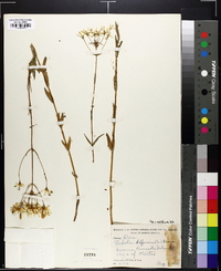 Sabatia difformis image