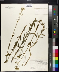 Sabatia difformis image