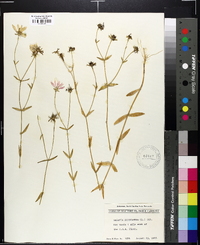 Sabatia dodecandra image