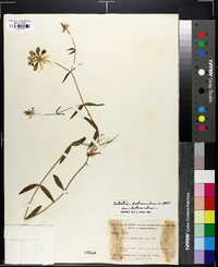 Sabatia dodecandra image