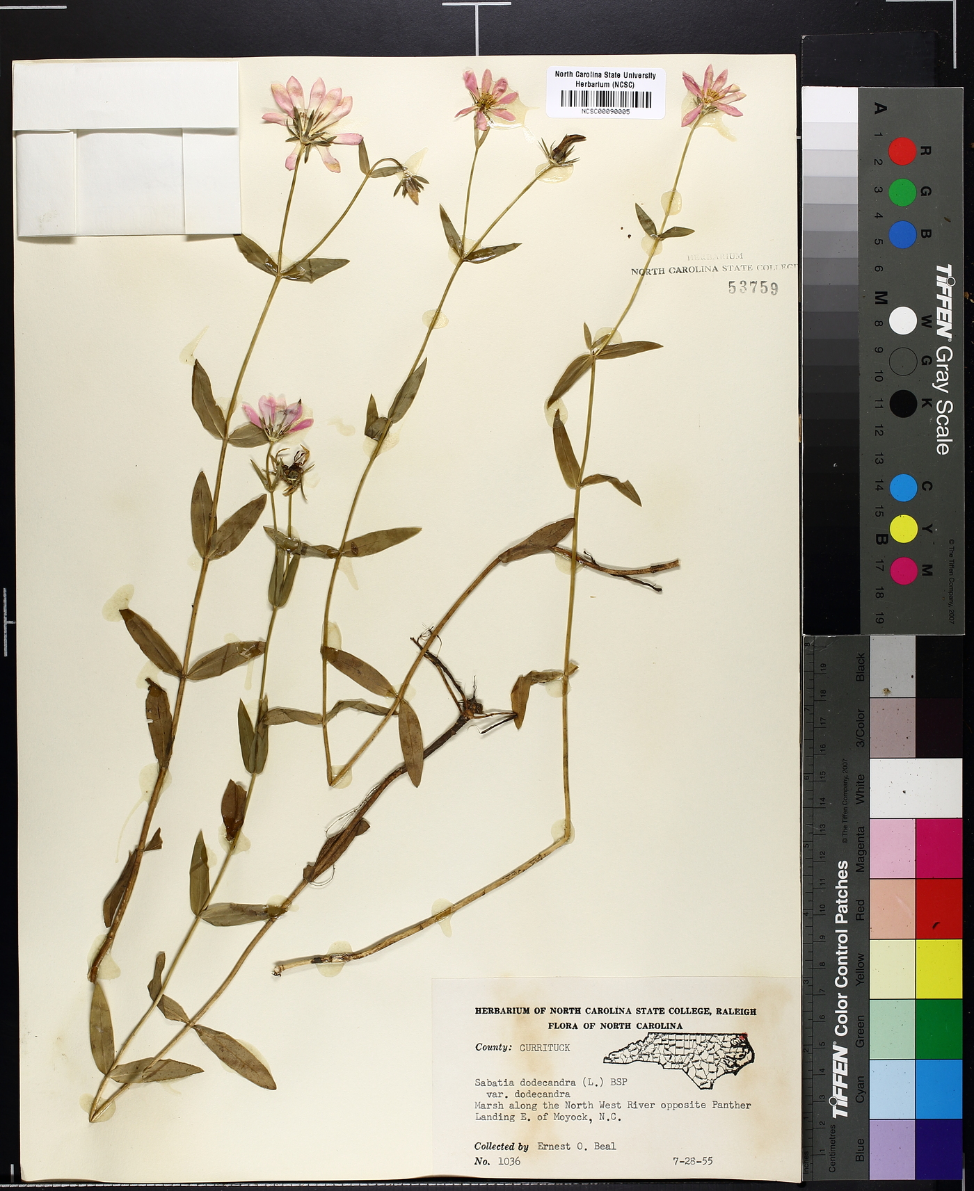 Sabatia dodecandra var. dodecandra image