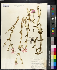 Sabatia dodecandra image