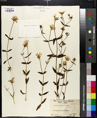 Sabatia dodecandra image