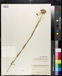 Sabatia gentianoides image