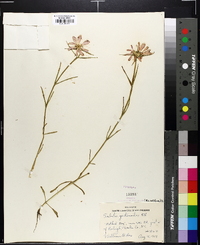 Sabatia gentianoides image