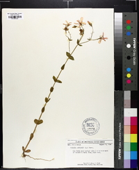 Sabatia angularis image