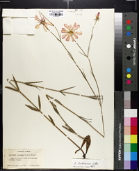 Sabatia bartramii image